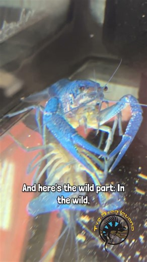 Why is an Electric Blue Crayfish Blue? 💙🦞 #funfacts #wow #amazing #animals #crayfish