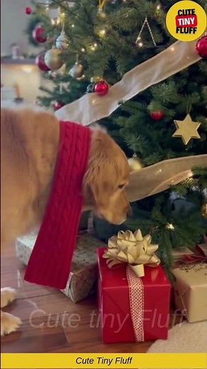 🐶🎁 My Dog Started Inspecting His Christmas Gift… And I Couldn’t Stop Laughing 🎄😂 #funny