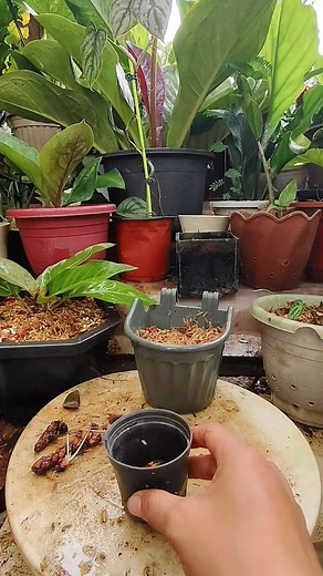 Let's Propagate Oxalis triangularis | Step by Step guide #tipsandtricks #plantpropagation #propagationtechnique #fblifestyle #gardening Mamalyn's Garden | Mamalyn's Garden