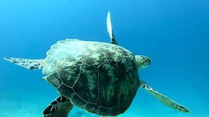 Close Swimming Turtle Slow Motion 120fps Stock Footage Video (100% Royalty-free) 1015733338 | Shutterstock