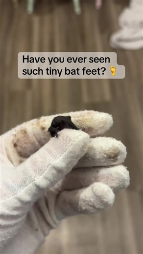 Discover the Cutest Little Baby Bat Feet