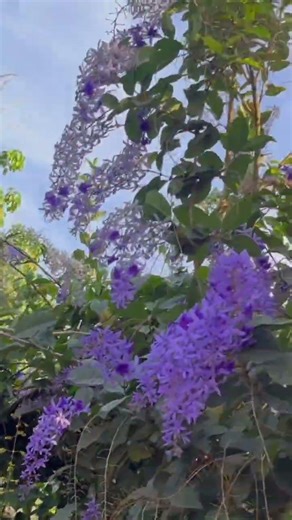 Flowers in front of the house #plantingflowers #houseplants #ornamentalplants #growingcamellia #c...