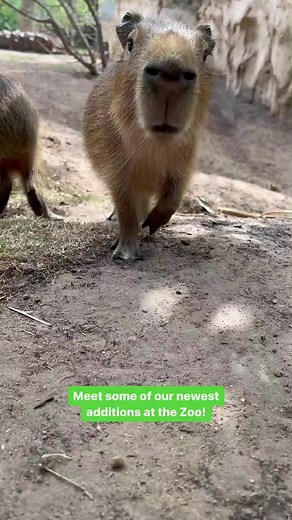 ▶️ Zoo babies on repeat. Meet some of our new additions: eastern bongo, yellow-backed duiker, meerkats, and capybaras. | Houston Zoo