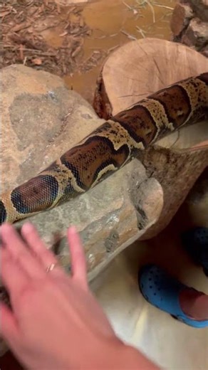 Pet a python #snake