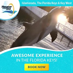 Get up close and personal with dolphins, sea lions and more at Theater of the Sea! | Theater of the Sea