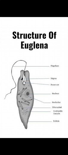 Structure of Euglena With Labeling