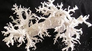 Otherworldly glass sculptures are formed when lightning strikes sand