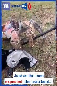 2.8K views · 17 reactions | Now I understand why they're called robber crabs  呂 via Newsflare | Daily Mail Australia | Facebook