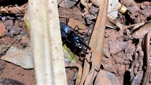 达氏王步甲公虫原产地活体视频Mecynognathus damelii