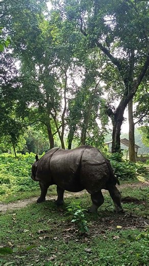 Rhinoceros walking And Searching Cozy Habitat as of Chitwan Jungle! #youtubeshorts