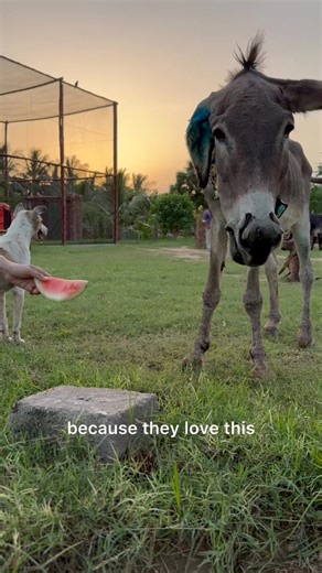 What do you do with the peels of a fruit after you’ve eaten the fruit? 🍌🍉🍊 Don’t worry, we’ve got a solution! 🌍💡 That’s the beauty of nature — nothing truly goes to waste. Do you know why? 🌱 Donkeys, sheep, cows, goats — they love fruit peels! 🐴🐑🐄🐐 The rinds of watermelon, the skins of bananas, the peels of almost any fruit are actually really nutritious for them. 🍉🍌 Instead of the sugary inside (which is best kept as an occasional treat), the peels help their digestion and overall h