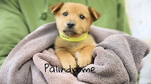 16K views · 375 reactions | Wanna see the Love Train Puppies that are...