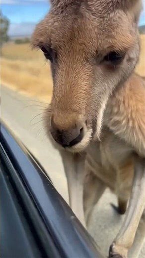 A kangaroo with a kitten.#viral #usa