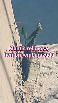 Mantis🦟 hembra embarazada