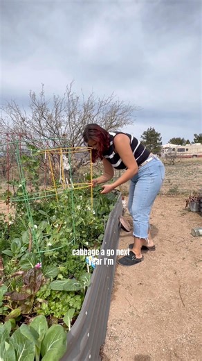 Napa Cabbage Bolting?