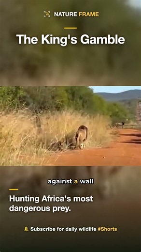 Lion Hunts Prey That Can Kill It 🦁