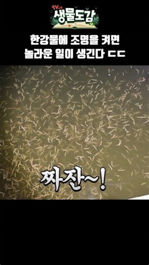 Something amazing happens when you turn on the lights in the Han River in the spring.