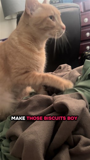 #catsmakingbiscuits | cat making biscuits