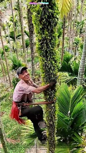 Scaling New Heights: How a Tree-Climbing Gadget Makes Harvesting Easier