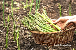 What Are The Asparagus Soil Requirements To Grow Well? - Inside The Yard