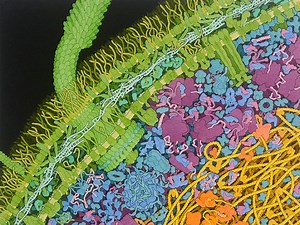 The Molecular Revolution in Biology