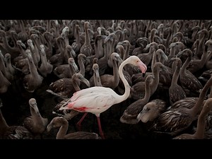 How flamingos sleep on one leg