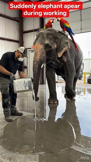 Suddenly Elephant appear during working#tiktok #relaxing #viral #satisfying #ai