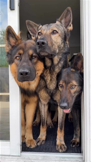 The Housewolves trailer. Sound ON for full effect 🎥🐺 #GermanShepherd #Housewolves #DogsofFacebook #DogReels #EpicDogs #GSDLove #PackLife | Jade the Sable GSD