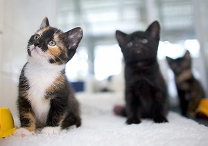 Preparing Your Home For a Cat | Cats Protection