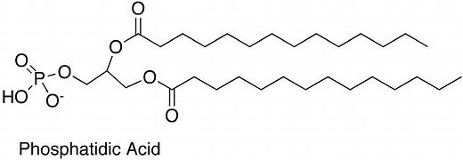 Phosphatidic acid ~ Everything You Need to Know with Photos | Videos