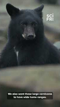 Will black bears be like squirrels?