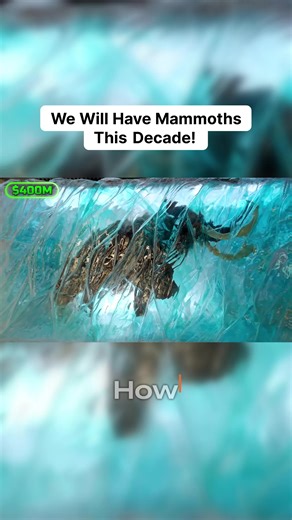 Can you believe we might see a real woolly mammoth walking the Earth again this *decade*?! 🤯 Witnessing the actual steps being taken to resurrect an extinct giant is absolutely mind-blowing. Imagine holding a piece of a 43,000-year-old tusk—that's the very first DNA sample collected for this incredible feat! The science involves using lasers to pierce cells for cloning. Seriously wild, cutting-edge work from the folks at Colossal! The future is officially here, and it has tusks. #WoollyMammoth 