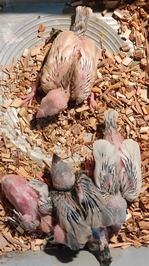 four color java baby