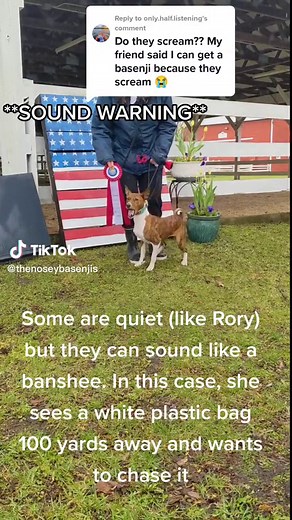Basenji Scream: Sound Warning! 🐶💨