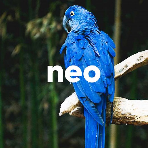 50K views · 470 reactions | Au XVIIIe siècle, toute une famille a été condamnée à mort à cause... d'un perroquet ! 列 | Neo | Facebook