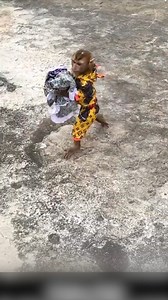 Monkey Hair Red and Quynh cooperate to bring clothes to help mom # 13.#cutemonkey #monkeyboo #sonya7iii #fl #protectionanimal #babymonkey #natgeowildlife #natgeophotography #monkey #henrydoorlyzoo #conservation #animauxphotographie #animals #orangeslice #monkeyeating #zoo #funnymonkey #savingspecies #primate #natgeowild #natgeoadventure #ig_wildlife #endangeredspecies #bigmonkey #animauxdroles #animalphotography #monkeyseemonkeydo #monkeyboocrew #rwanda #Happymonkeywildlifevet #Crazymonkey #Baby