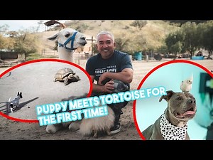 How to Introduce Your Puppy to New Animals! (feat. our tortoise, Jon!)