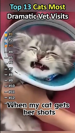 Ranking Cat's Most Dramatic Vet Visits🤣