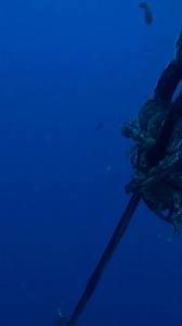 Triple Tail fish | Seaseed Adventure