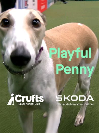 Penny the Lurcher Thrives at Rescue Dog Agility