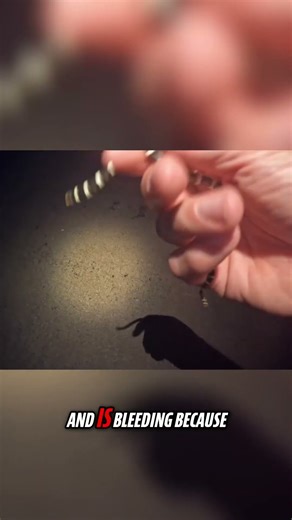 Why Is This Snake Bleeding?