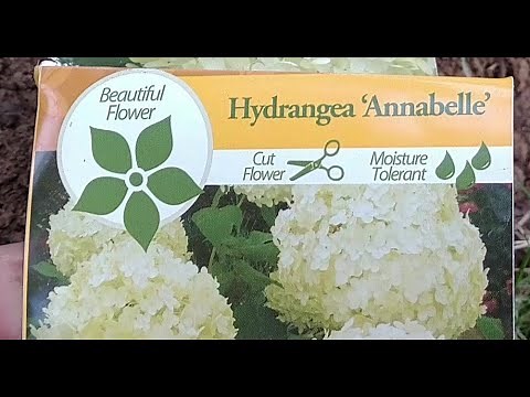Planting and dividing an Annabelle hydrangea