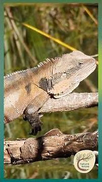 Meet Australia’s Largest Dragon Lizard