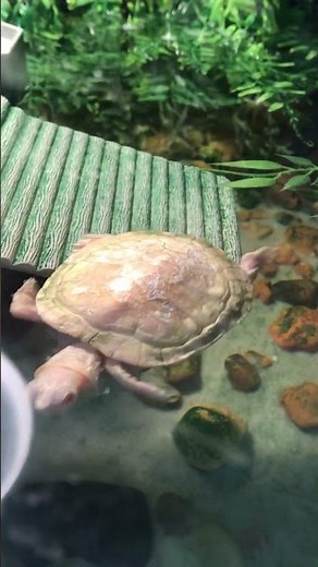 Baby Snapping Turtles 😍 SO Adorable — You Won’t Believe How Tiny They Are 🐢