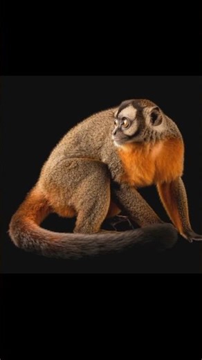 Monkey (Night Monkey) | Bandar | Facts, Behavior & Nocturnal Life | Wildverse TV