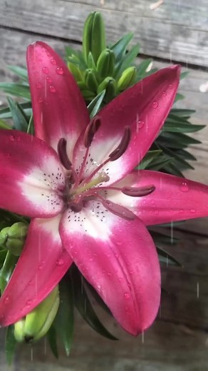 Exploring My Small Garden with Lovely Asiatic Lilies