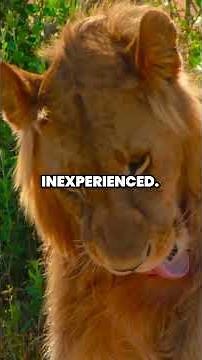 The STRUGGLES of a YOUNG LION: Survival in the Wilderness #lion #lionbrothers #wildlife #africa