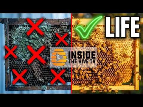 NEW way to CLEAN HONEY BEE hives from pests and diseases