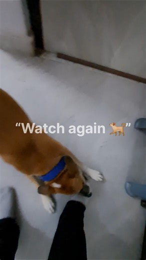 POV: When your dog thinks your feet are a toy 😂Normal behavior or crazy? 🤔🐶