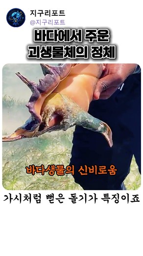 바다에서 주운 괴생물체의 정체 #거미고둥 #바다생물 #소라 #괴생물체 #해양생물